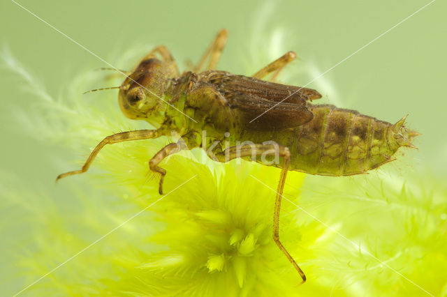 Venwitsnuitlibel (Leucorrhinia dubia)