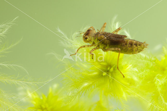 White-faced Darter (Leucorrhinia dubia)