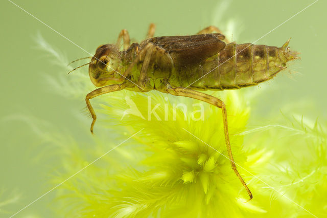 White-faced Darter (Leucorrhinia dubia)