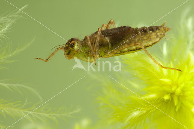 White-faced Darter (Leucorrhinia dubia)