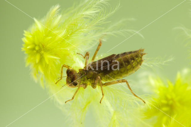 White-faced Darter (Leucorrhinia dubia)