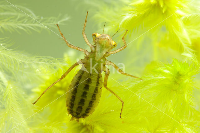 White-faced Darter (Leucorrhinia dubia)