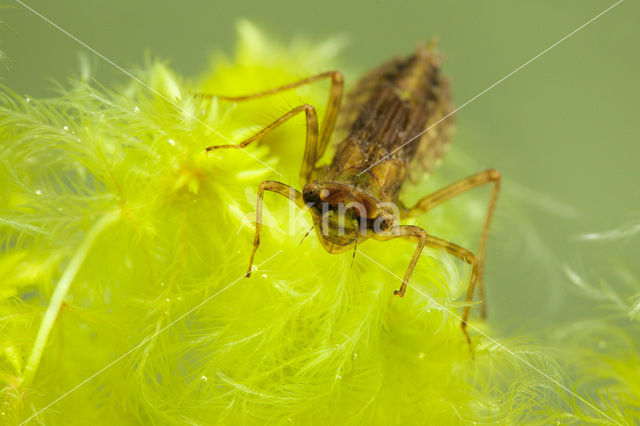 White-faced Darter (Leucorrhinia dubia)