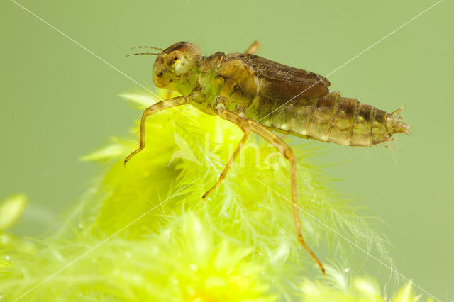 White-faced Darter (Leucorrhinia dubia)