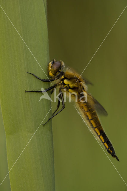 Viervlek (Libellula quadrimaculata)