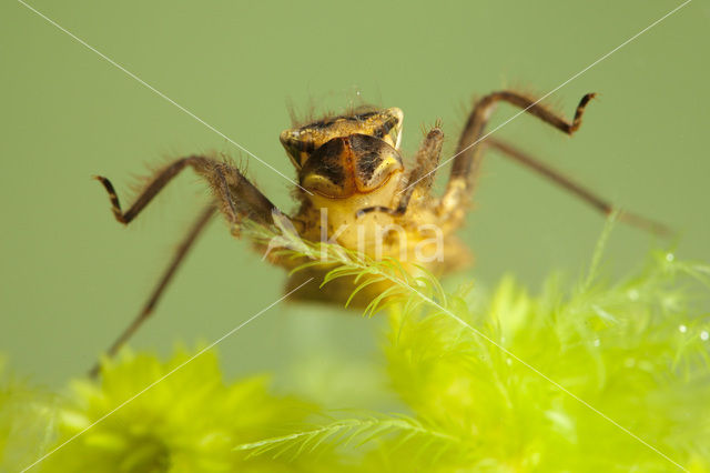 Four-spotted Chaser (Libellula quadrimaculata)