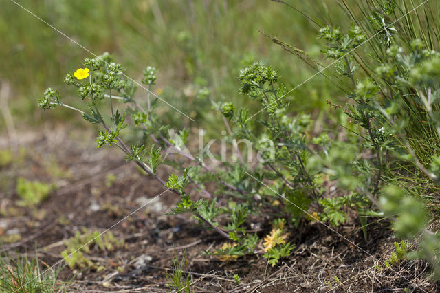 Hoary Cinquefoil (Potentilla argentea)