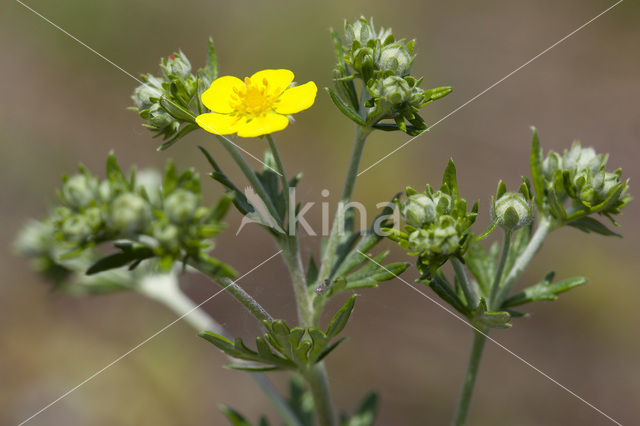 Viltganzerik (Potentilla argentea)
