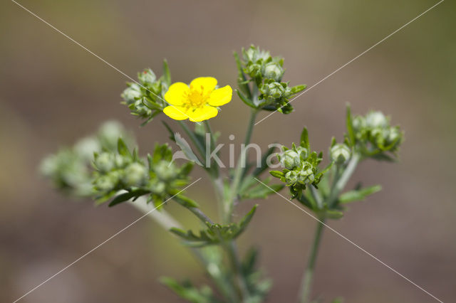 Hoary Cinquefoil (Potentilla argentea)