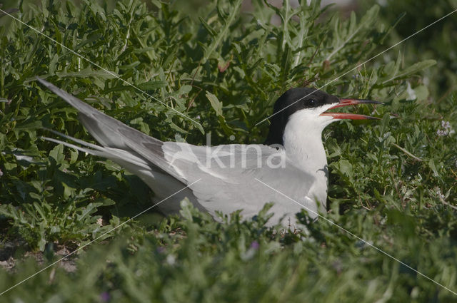 Common Tern (Sterna hirundo)