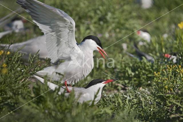 Common Tern (Sterna hirundo)