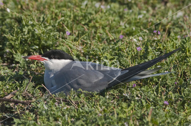 Common Tern (Sterna hirundo)