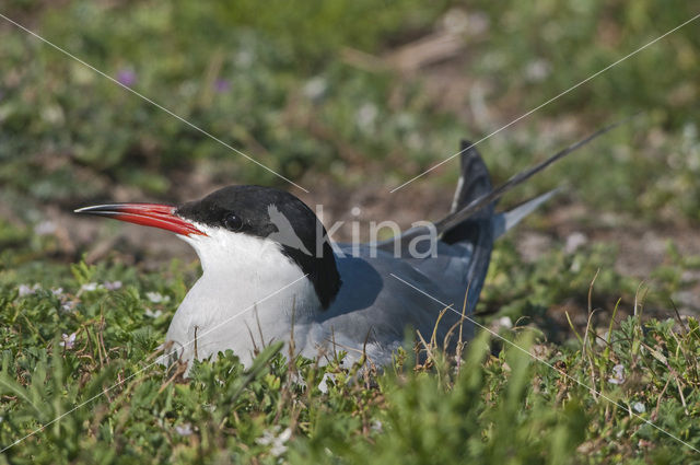 Common Tern (Sterna hirundo)