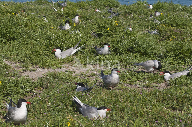 Common Tern (Sterna hirundo)