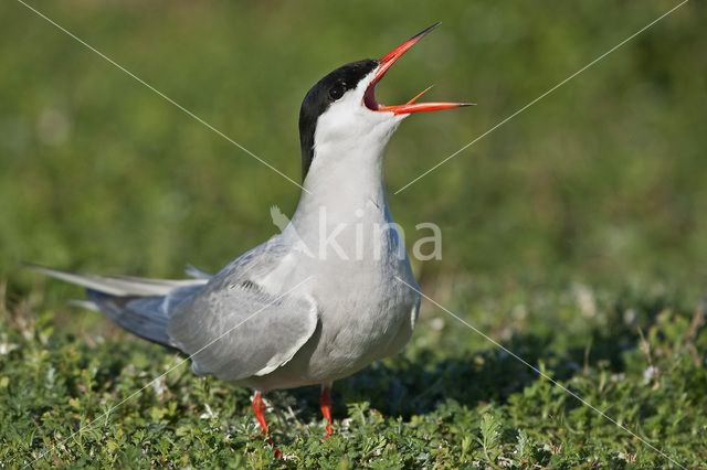 Common Tern (Sterna hirundo)