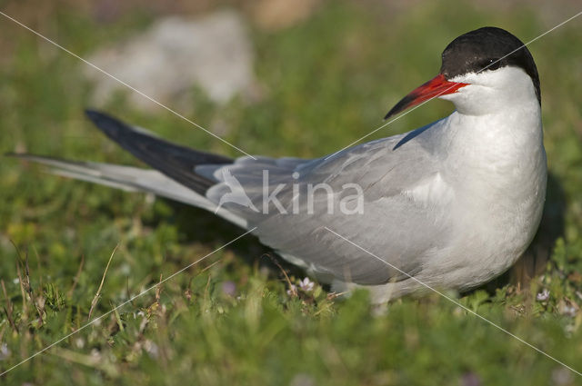 Common Tern (Sterna hirundo)