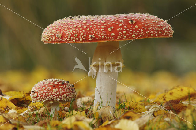 Fly agaric (Amanita muscaria)