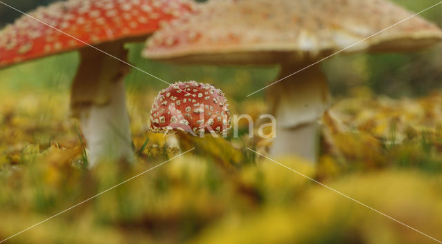 Fly agaric (Amanita muscaria)