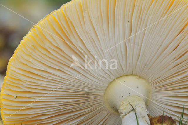 Fly agaric (Amanita muscaria)