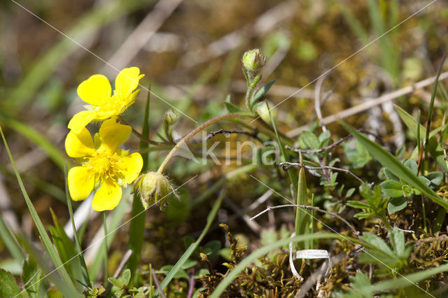 Voorjaarsganzerik (Potentilla tabernaemontani)