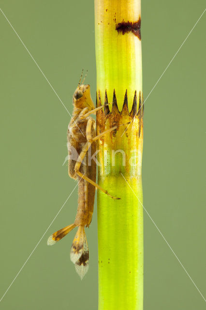 Large Red Damselfly (Pyrrhosoma nymphula)