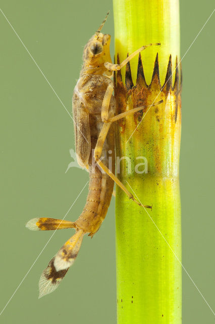 Vuurjuffer (Pyrrhosoma nymphula)