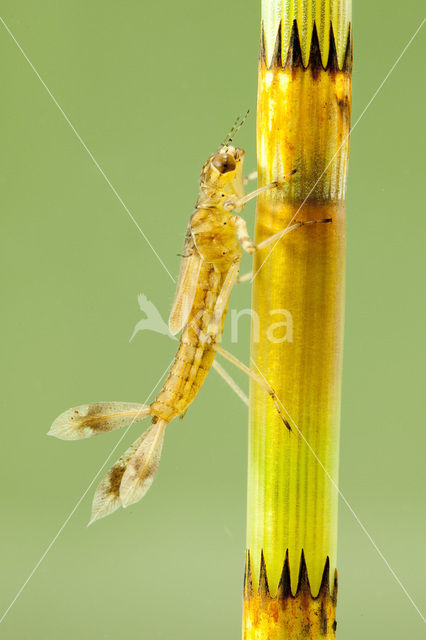 Vuurjuffer (Pyrrhosoma nymphula)