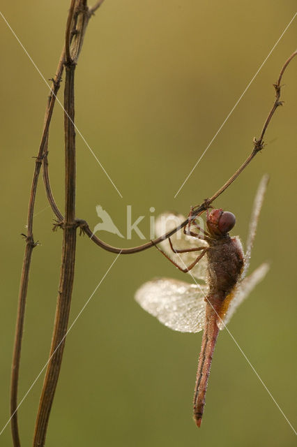 Scarlet Dragonfly (Crocothemis erythraea)