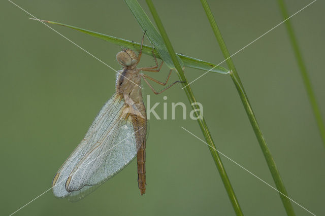 Vuurlibel (Crocothemis erythraea)