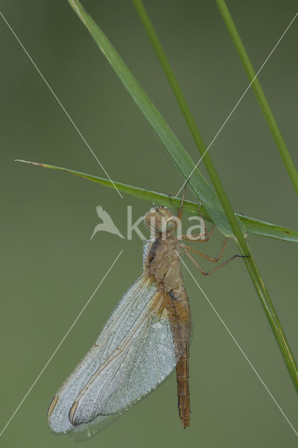 Vuurlibel (Crocothemis erythraea)