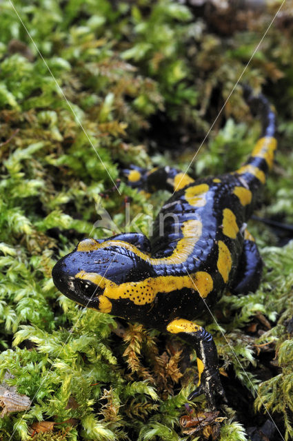 Vuursalamander (Salamandra salamandra)