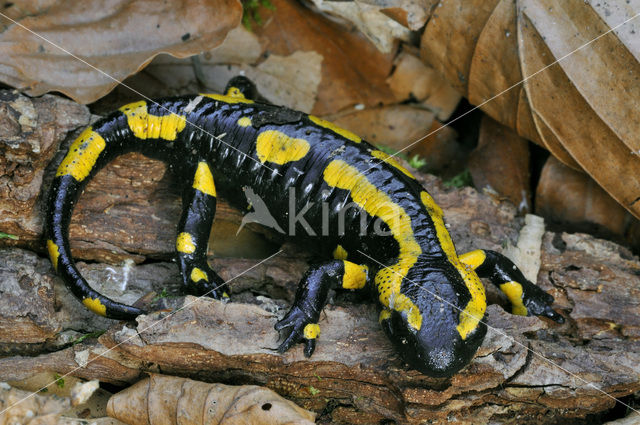 Vuursalamander (Salamandra salamandra)