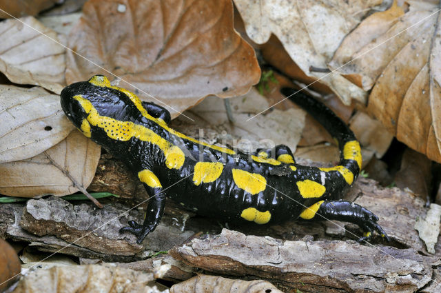 Vuursalamander (Salamandra salamandra)