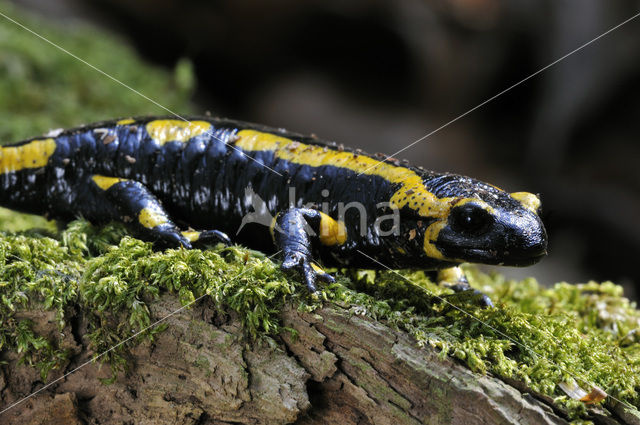 Vuursalamander (Salamandra salamandra)