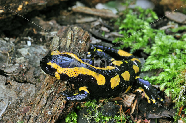 Fire Salamander (Salamandra salamandra)