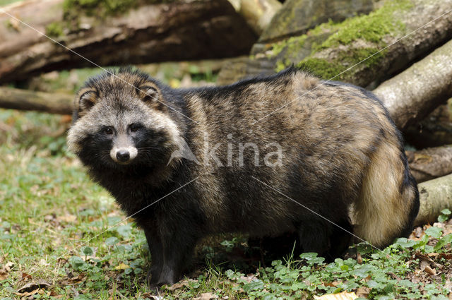 Raccoon Dog (Nyctereutes procyonoides)