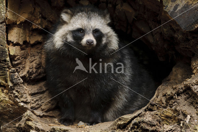 Raccoon Dog (Nyctereutes procyonoides)