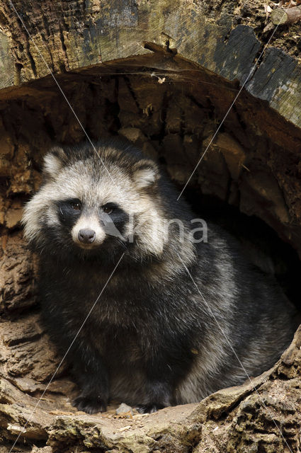 Raccoon Dog (Nyctereutes procyonoides)