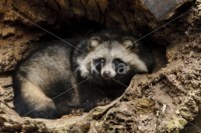 Raccoon Dog (Nyctereutes procyonoides)