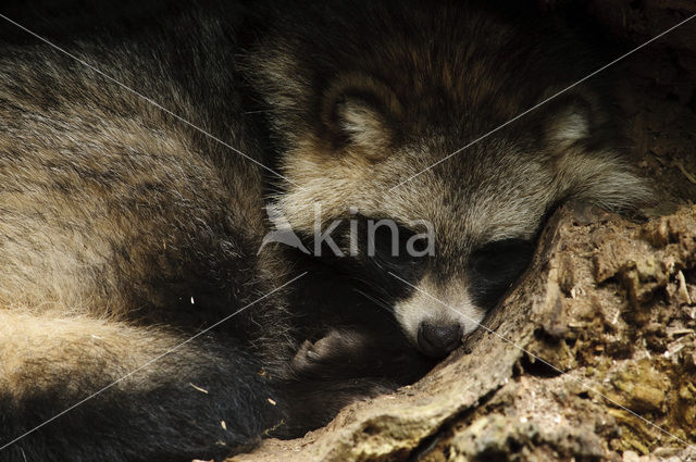 Raccoon Dog (Nyctereutes procyonoides)