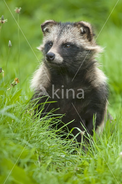 Raccoon Dog (Nyctereutes procyonoides)