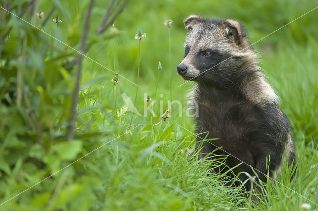 Wasbeerhond