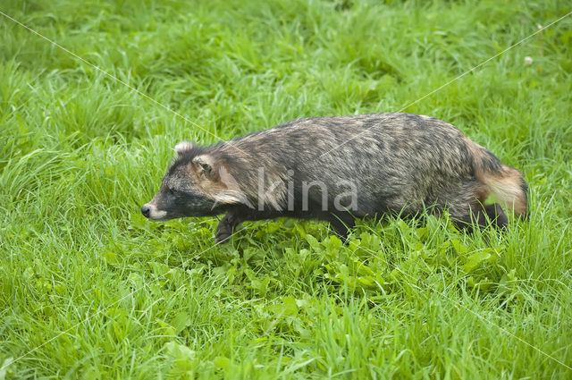 Raccoon Dog (Nyctereutes procyonoides)