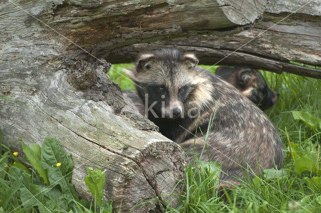 Raccoon Dog (Nyctereutes procyonoides)