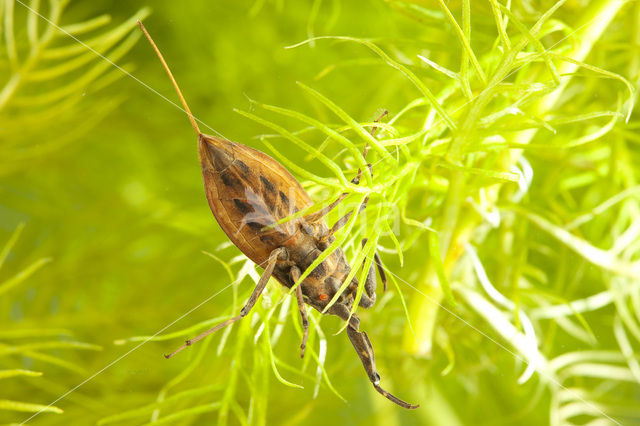 Waterschorpioen (Nepa cinerea)