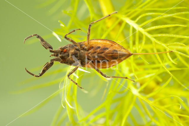 Waterschorpioen (Nepa cinerea)