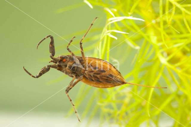 Waterscorpion (Nepa cinerea)