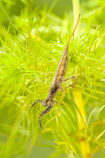 Waterschorpioen (Nepa cinerea)