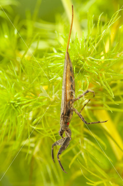 Waterschorpioen (Nepa cinerea)