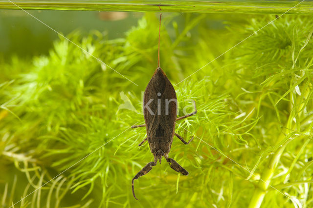 Waterschorpioen (Nepa cinerea)